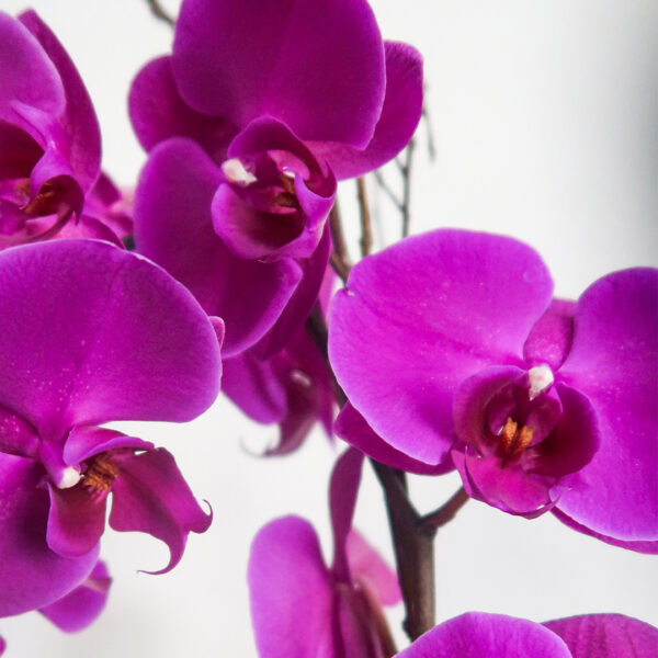 HAWAIIAN - Imagen 2